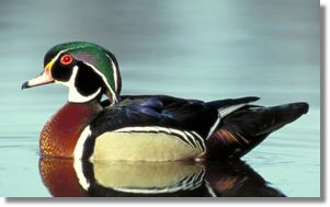 Male Wood Duck in breeding plumage (source - Ducks Unlimited)